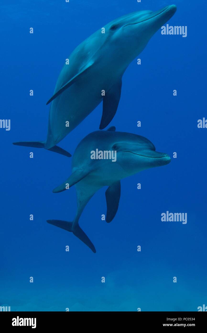 Indopazifischen großen Tümmler, Indopazifischer Großer Tümmler, Tursiops aduncus, Coraya Beach, Marsa Alam, Ägypten, Ägypten, Rotes Meer, Rotes Meer Stockfoto