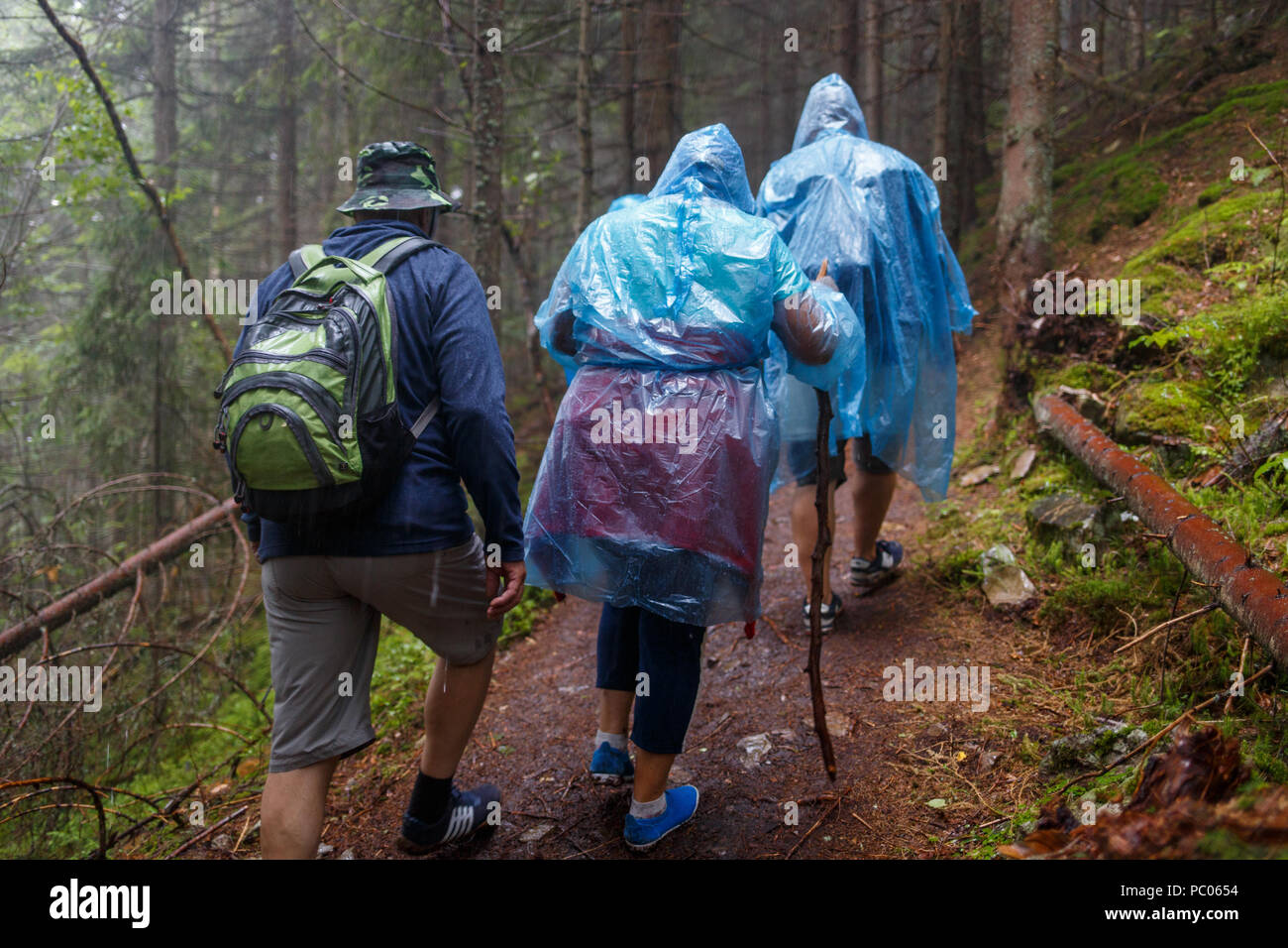 Gruppe von älteren Touristen wandern im regnerischen Wald Stockfoto