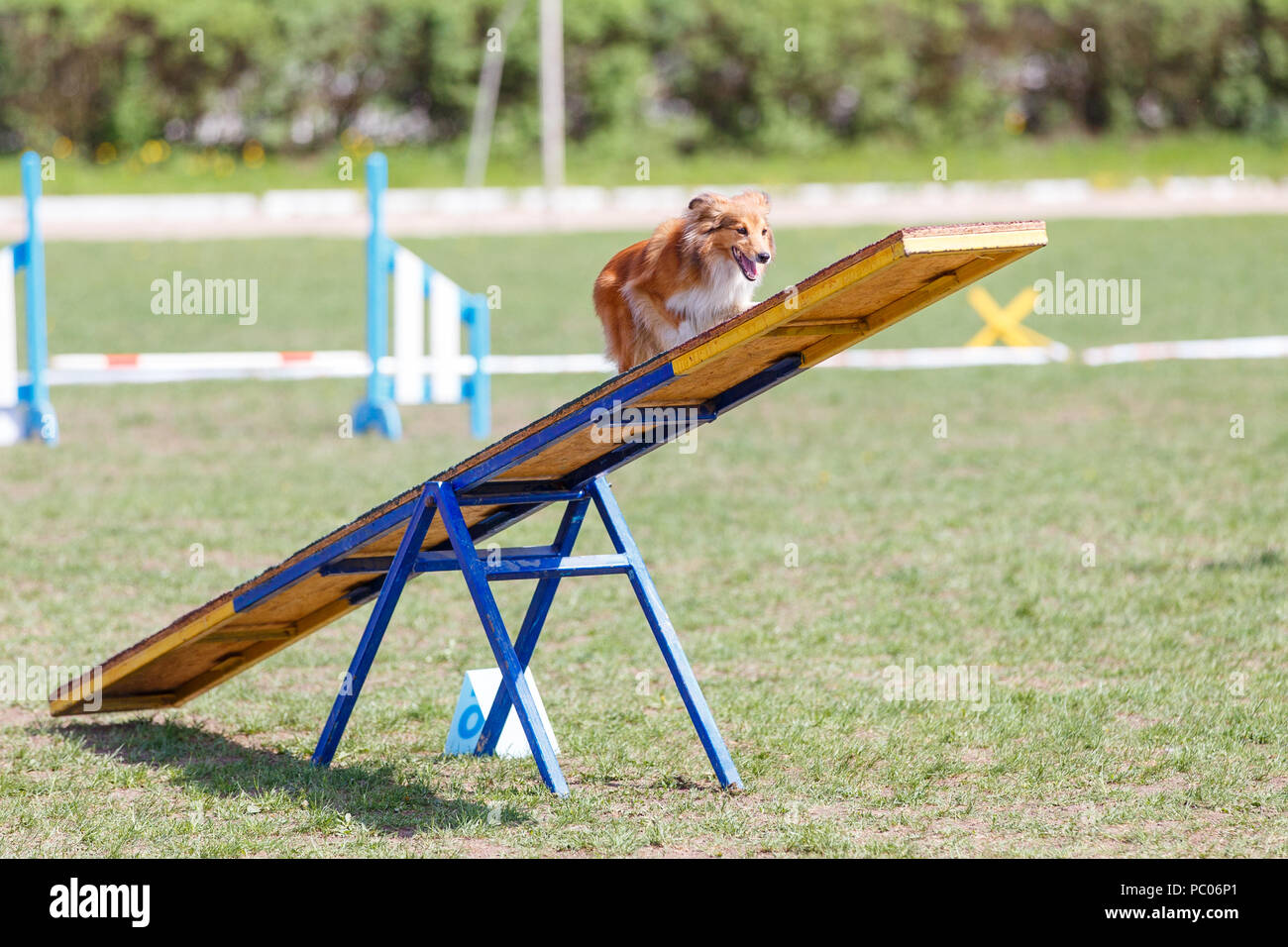 Hund auf der Wippe Hindernis in Agility Wettbewerb Stockfoto