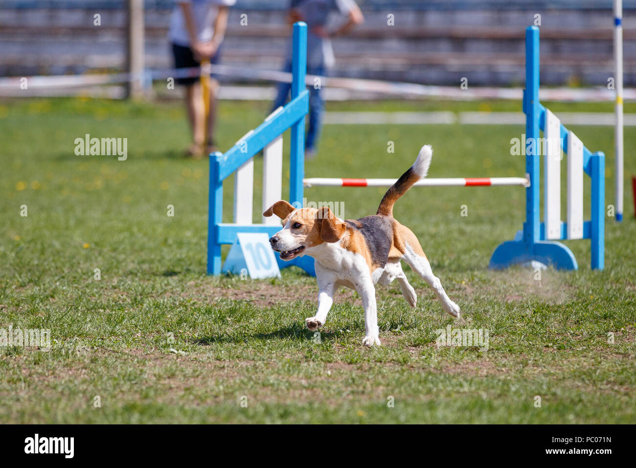 Laufender Hund auf seinen Kurs in der Beweglichkeit Wettbewerb Stockfoto