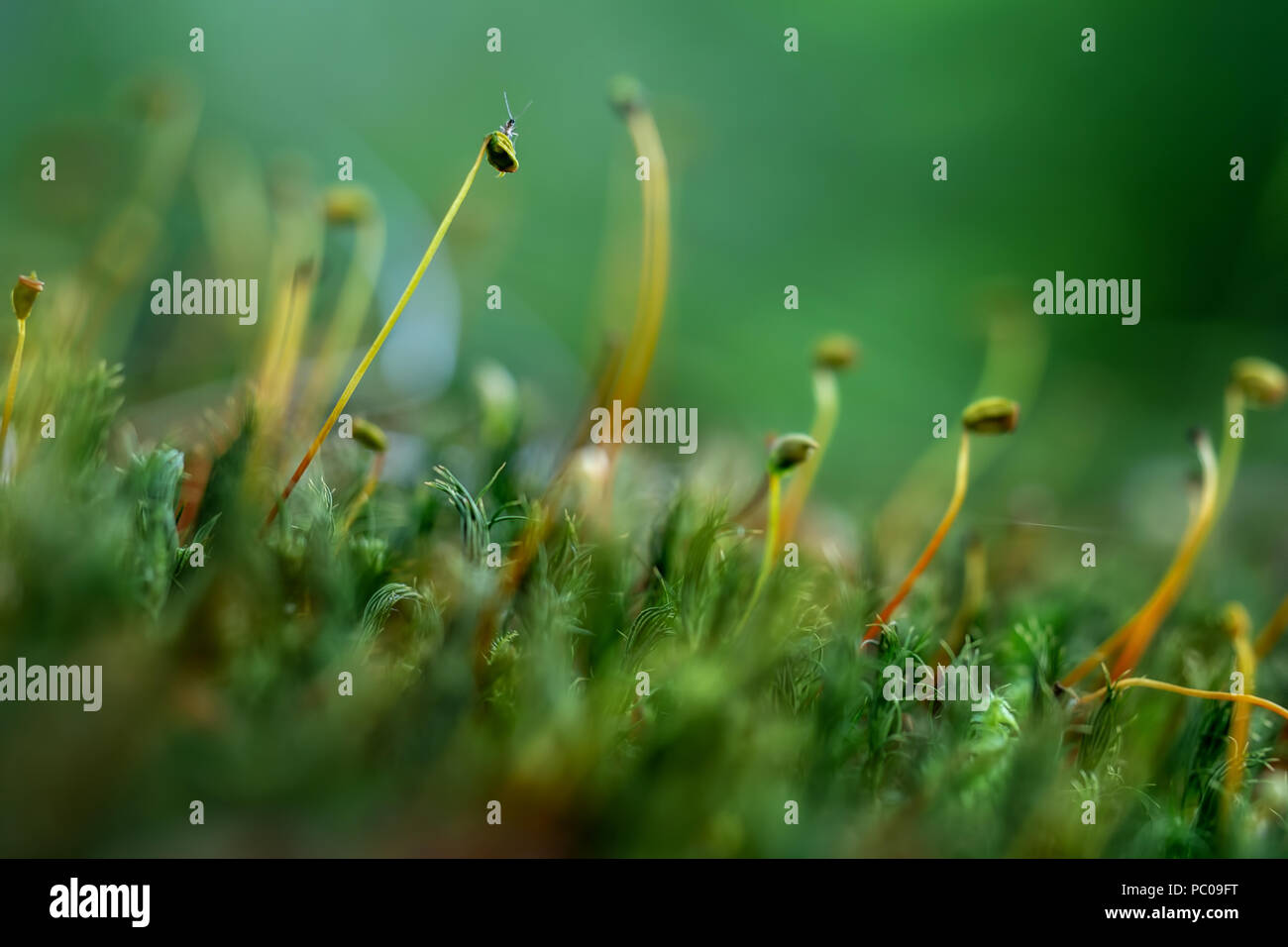 Moos Makro mit winzigen Baby Heuschrecke. Natur detail. Stockfoto