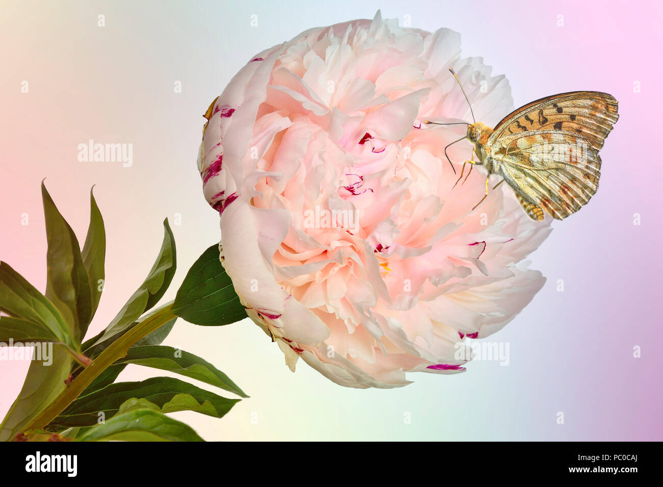 Schöner Schmetterling auf zarte creme-rosa Pfingstrose Blüte mit grünen Blättern - wunderbare Sommer Hintergrund. Schönheit der Natur Konzept. Stockfoto