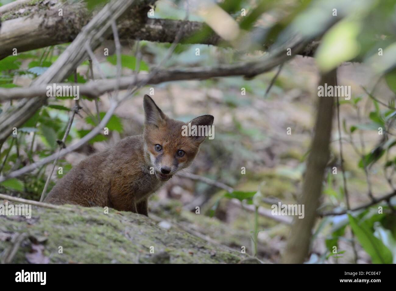 Red Fox (Vulpes vulpes) cub Blick vom Eingang in die Erde, in der Nähe von Bath, UK, Mai. Stockfoto