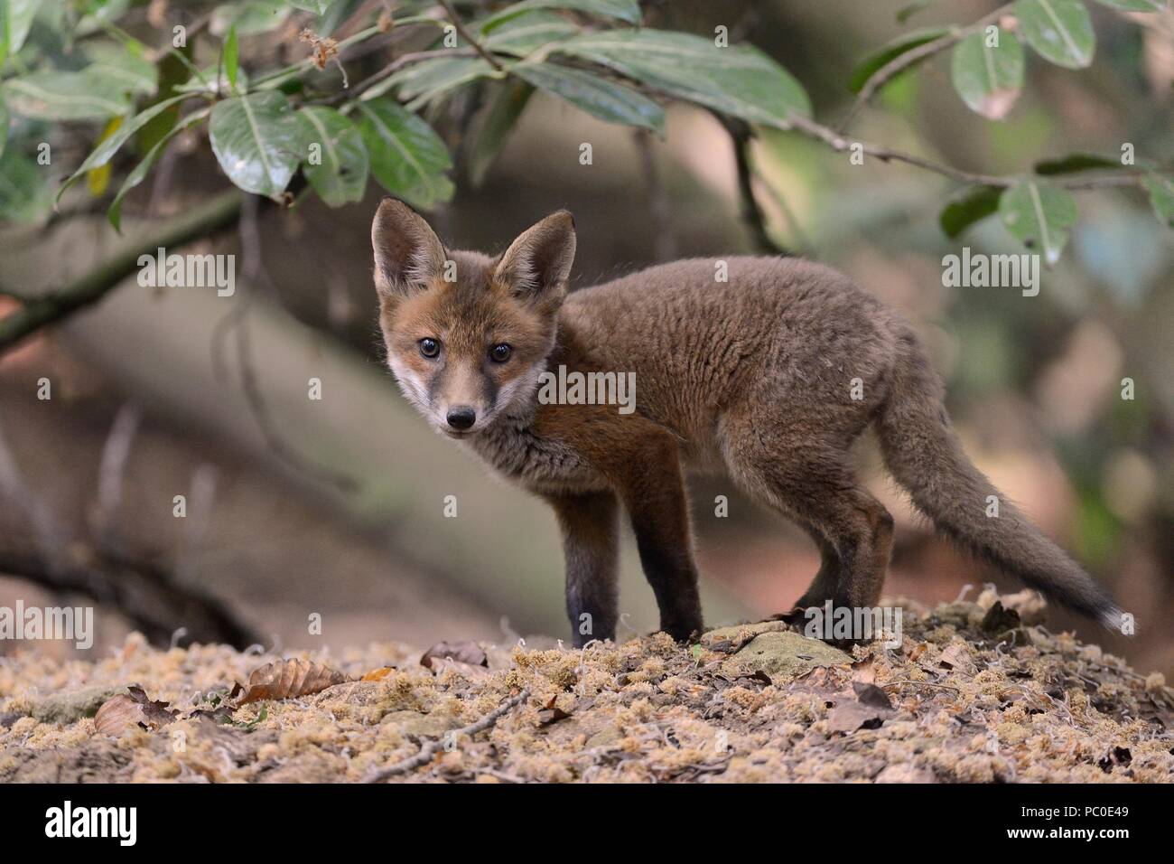 Red Fox (Vulpes vulpes) cub Peering vom Eingang in die Erde, in der Nähe von Bath, UK, Mai. Stockfoto