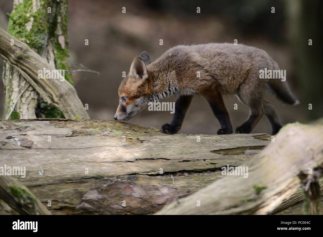 Red Fox (Vulpes vulpes) Cub entlang einem gefallenen treetrunk wie es Waldgebiet in der Nähe der Erde erforscht, in der Nähe von Bath, UK, Mai. Stockfoto