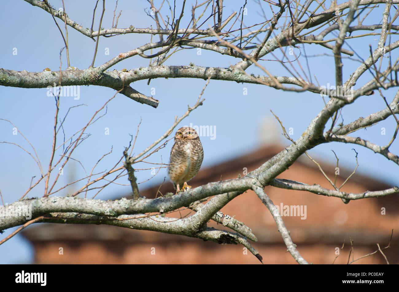 Schöne Eule (Glaucidium minutissimum) auf einem Baum. Stockfoto