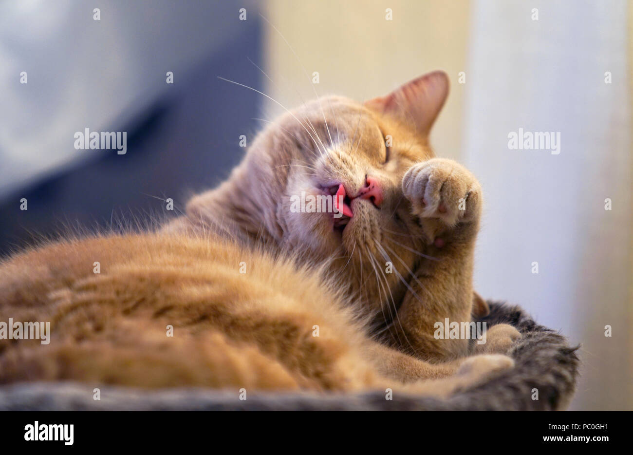 Montreal, Kanada, 30. Juli 2018. Tabby Katze selbst pflegen nach einer Katze - Nap. Credit: Mario Beauregard/Alamy leben Nachrichten Stockfoto