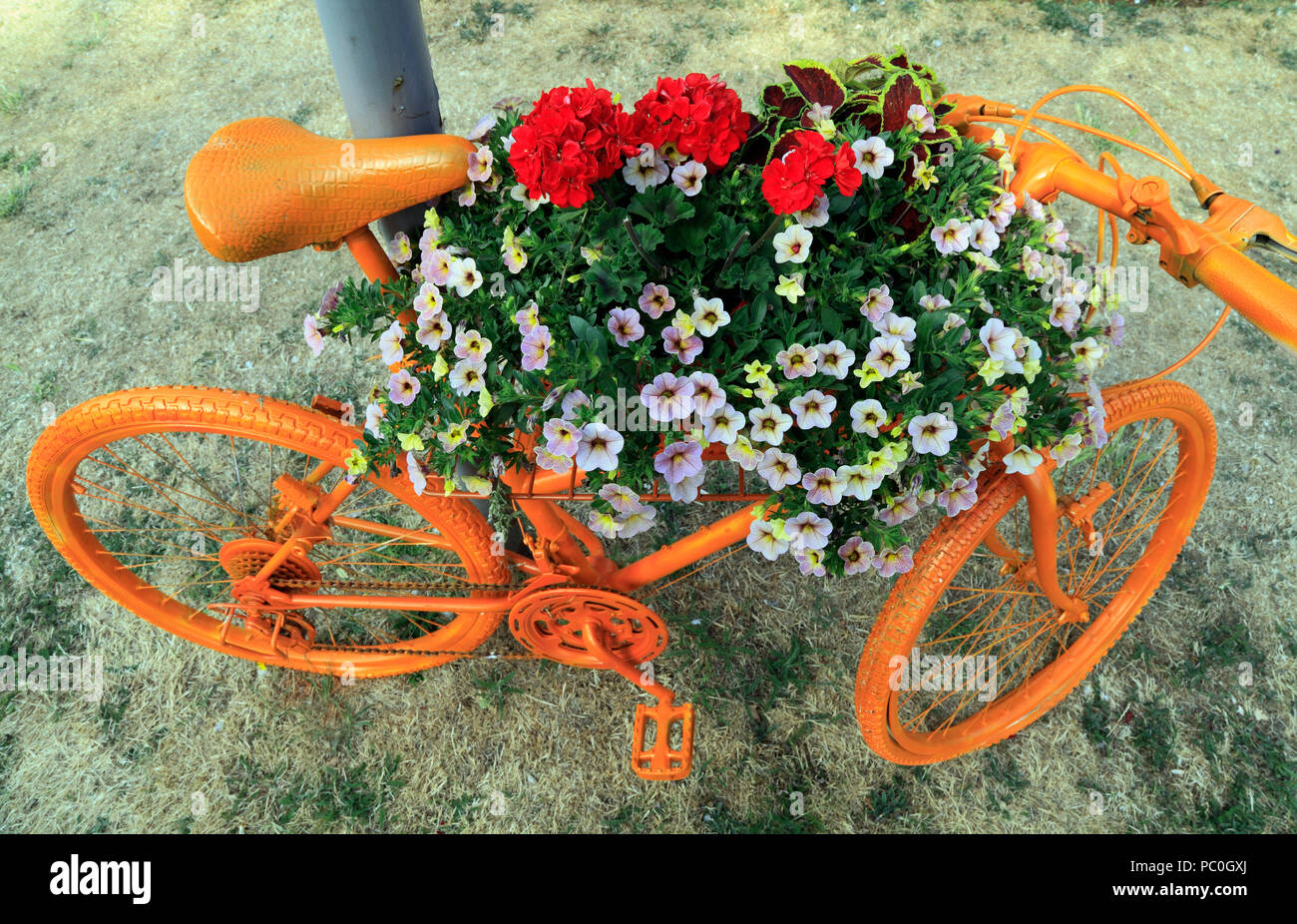 Hunstanton in voller Blüte, orangefarbene gesprüht Fahrrad, ungewöhnlich, Container, Bettwäsche Pflanzen, Blumen Stockfoto