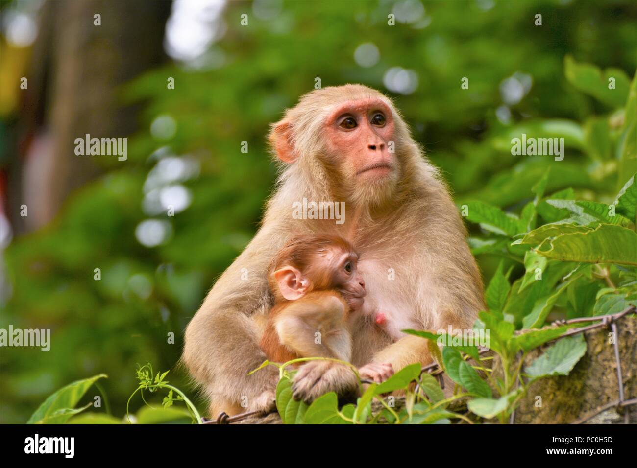 Mutter Affe mit Ihrem Kind Stockfoto