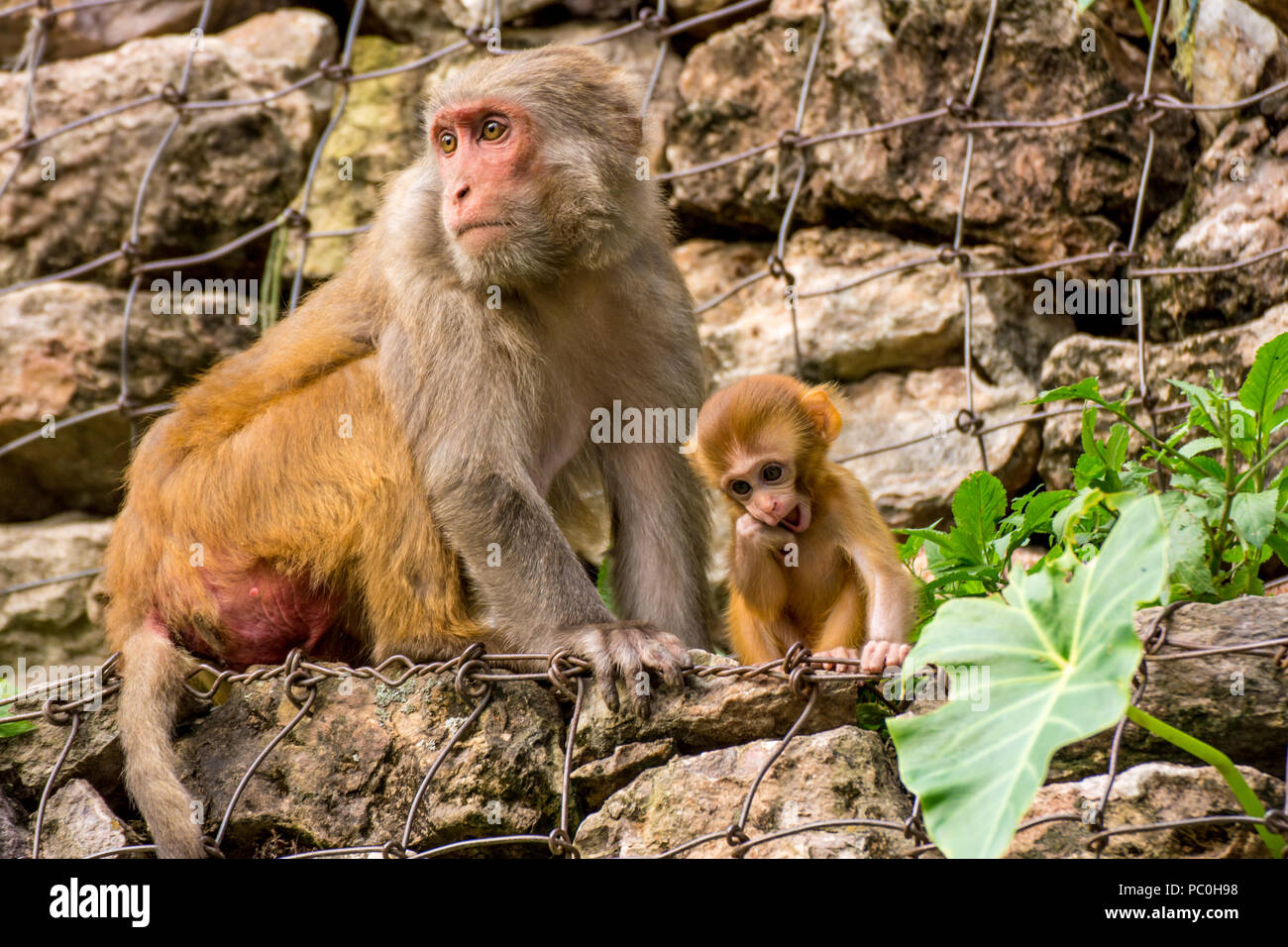 Mutter Affe mit Ihrem Kind Stockfoto