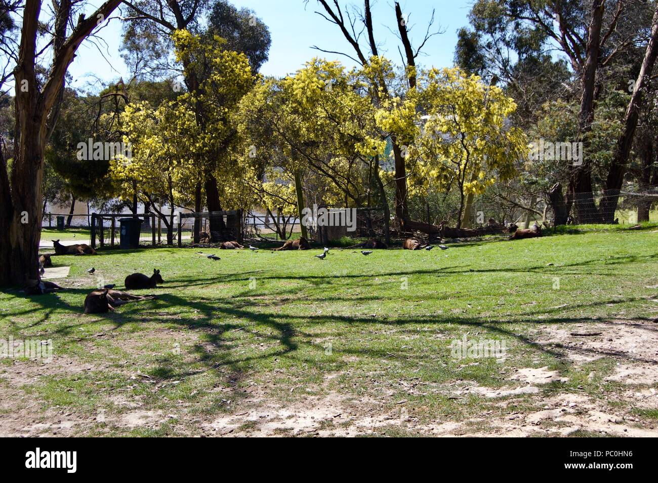 Eine nette Familie von Furry braunen Kängurus spielen im Freien in Victoria (Australien) in der Nähe von Melbourne an einem sonnigen Tag Stockfoto