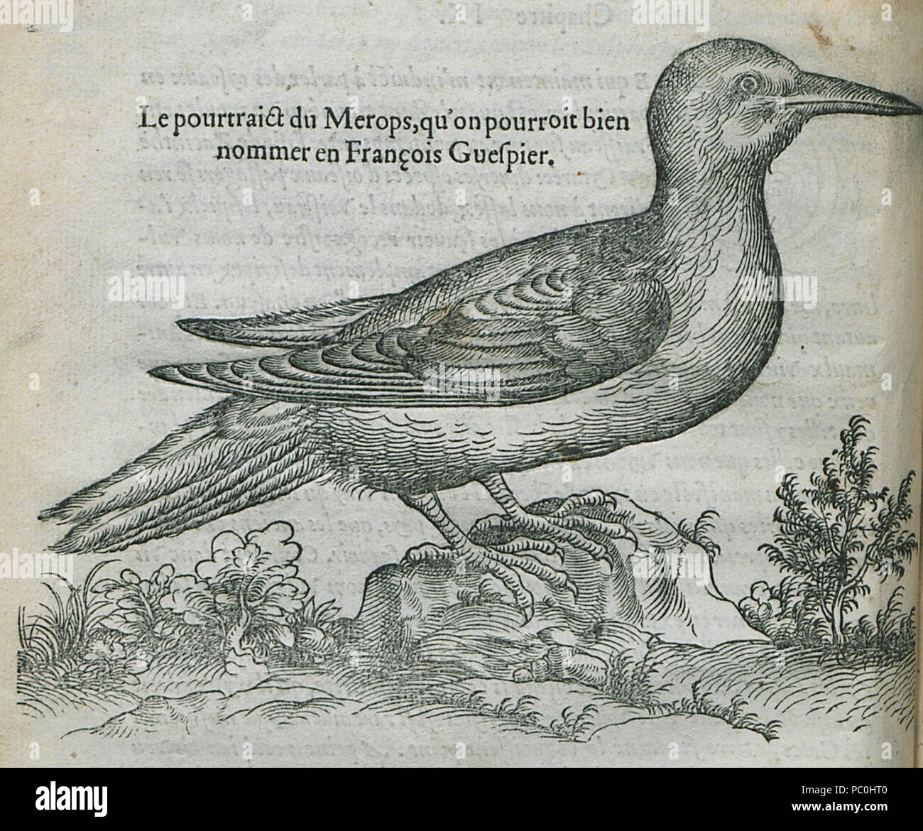 363 Le pourtrait du Merops, Bien qu'auf pourroi Guespier nommer en François-Pierre Belon - 1554 Stockfoto