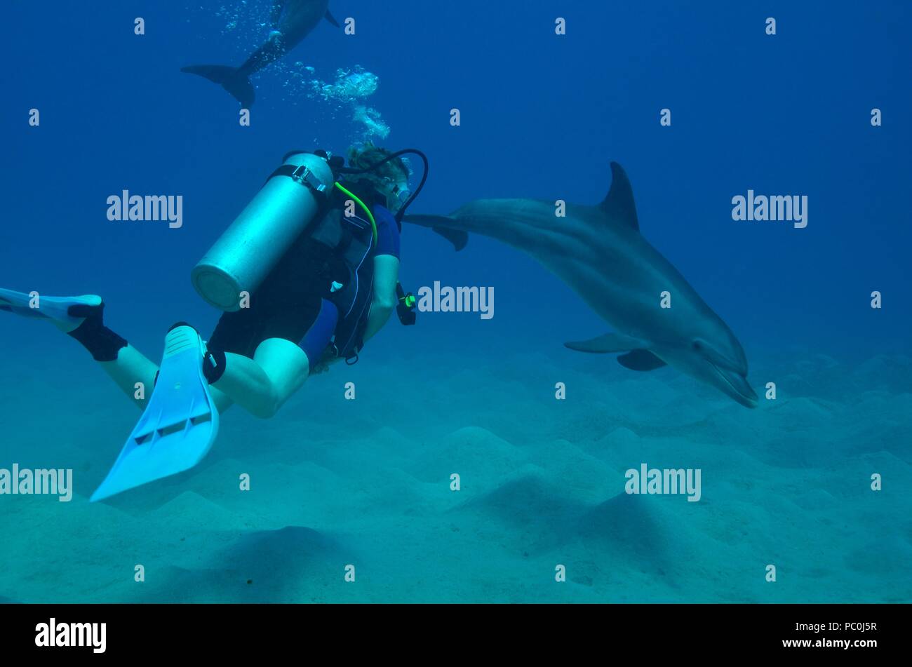 Indopazifischen großen Tümmler, Indopazifischer Großer Tümmler, Tursiops aduncus, Coraya Beach, Marsa Alam, Ägypten, Ägypten, Rotes Meer, Rotes Meer Stockfoto