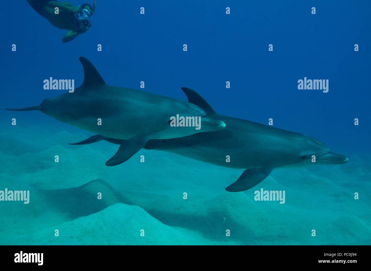 Indopazifischen großen Tümmler, Indopazifischer Großer Tümmler, Tursiops aduncus, Coraya Beach, Marsa Alam, Ägypten, Ägypten, Rotes Meer, Rotes Meer Stockfoto