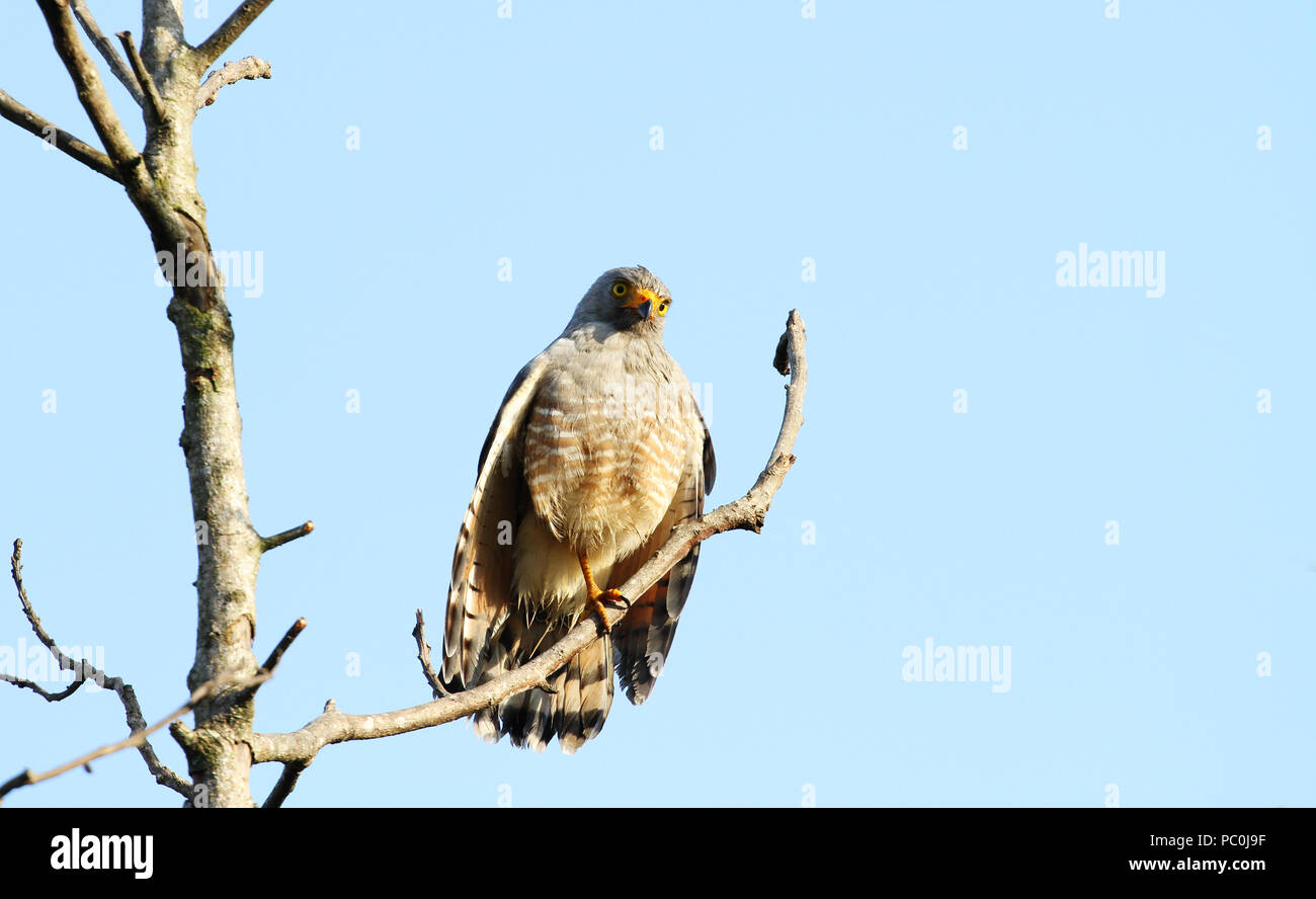 Am Straßenrand Hawk (Rupornis magnirostris) auf einem Ast, am Morgen die Sonne gehockt Stockfoto