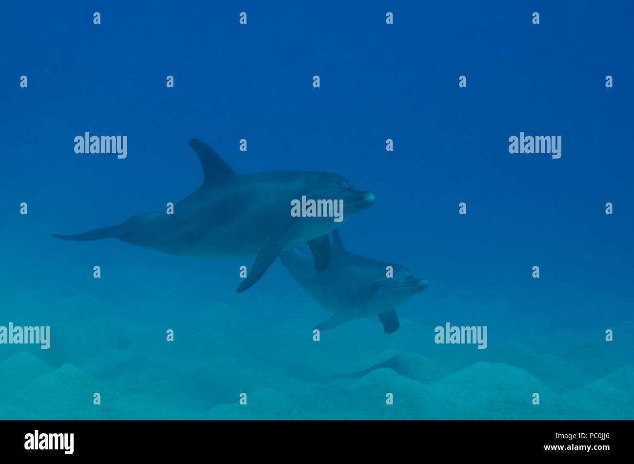 Indopazifischen großen Tümmler, Indopazifischer Großer Tümmler, Tursiops aduncus, Coraya Beach, Marsa Alam, Ägypten, Ägypten, Rotes Meer, Rotes Meer Stockfoto