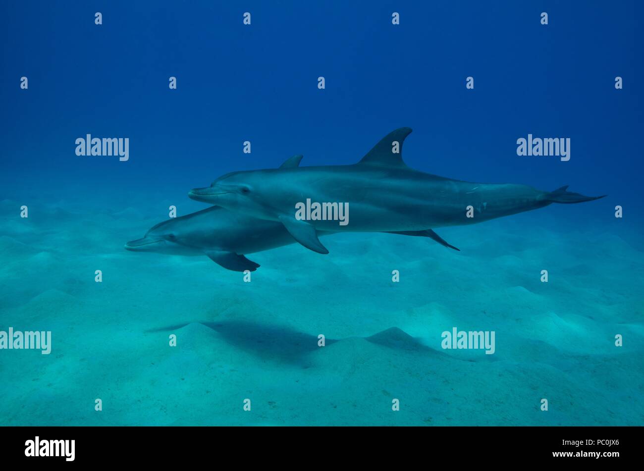 Indopazifischen großen Tümmler, Indopazifischer Großer Tümmler, Tursiops aduncus, Coraya Beach, Marsa Alam, Ägypten, Ägypten, Rotes Meer, Rotes Meer Stockfoto