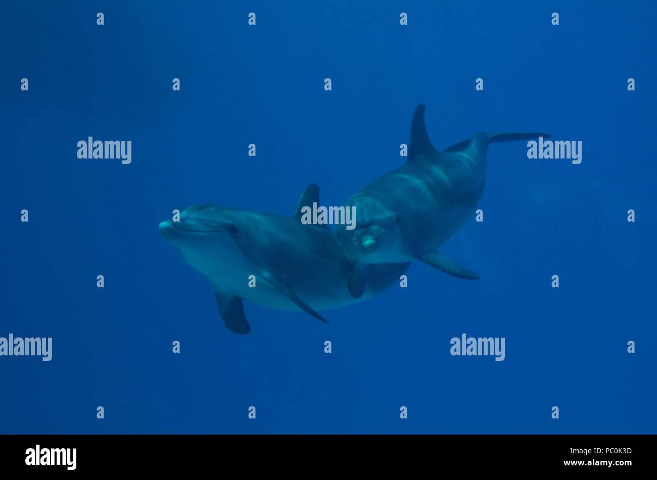Indopazifischen großen Tümmler, Indopazifischer Großer Tümmler, Tursiops aduncus, Coraya Beach, Marsa Alam, Ägypten, Ägypten, Rotes Meer, Rotes Meer Stockfoto