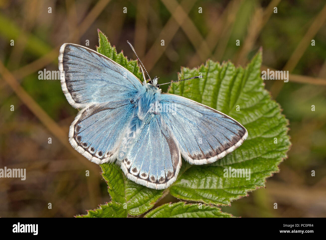 Männliche Chalkhill Blue Butterfly (Polyommatus coridon), Cambridgeshire, England Stockfoto