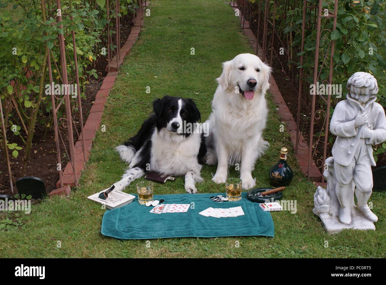 Weiß Golden Retriever und Border Collie Border Collie poker Spielen verloren und ist genervt Stockfoto