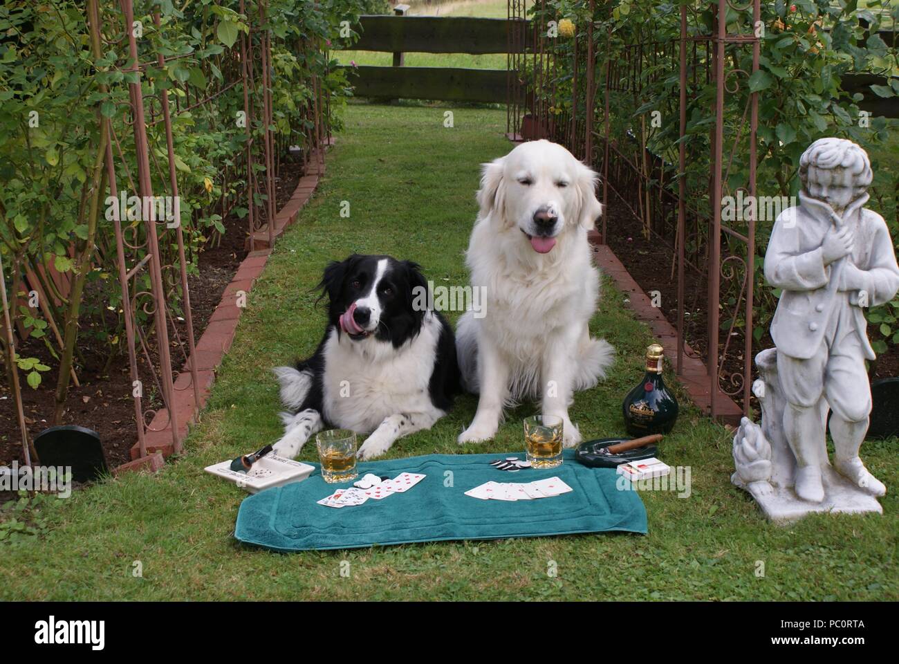 Der Border Collie hat sich durchgesetzt Die weiße Golden Retriever misplaying im Poker Stockfoto