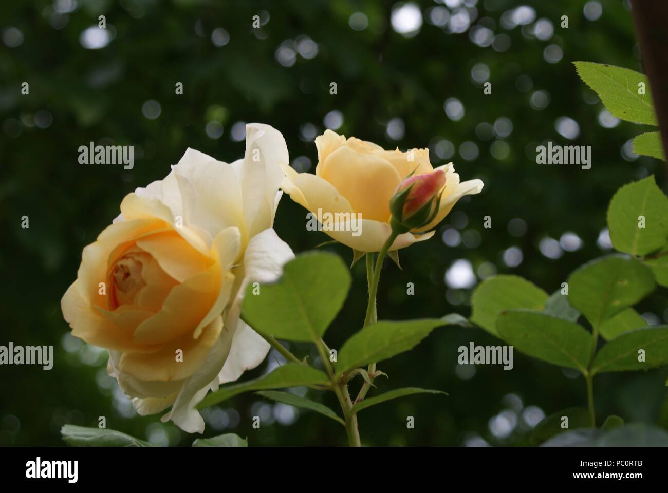 Eine gelbe Englische Rose 'Graham Thomas' mit einer schönen Blüte Stockfoto