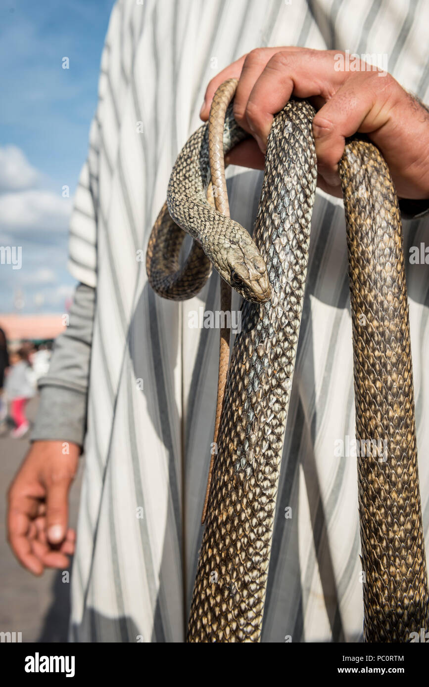 Schlangenbeschwörer mit Schlange in der Hand, Jemaa el-Fnaa Marktplatz, Marrakesch, Marokko ...
