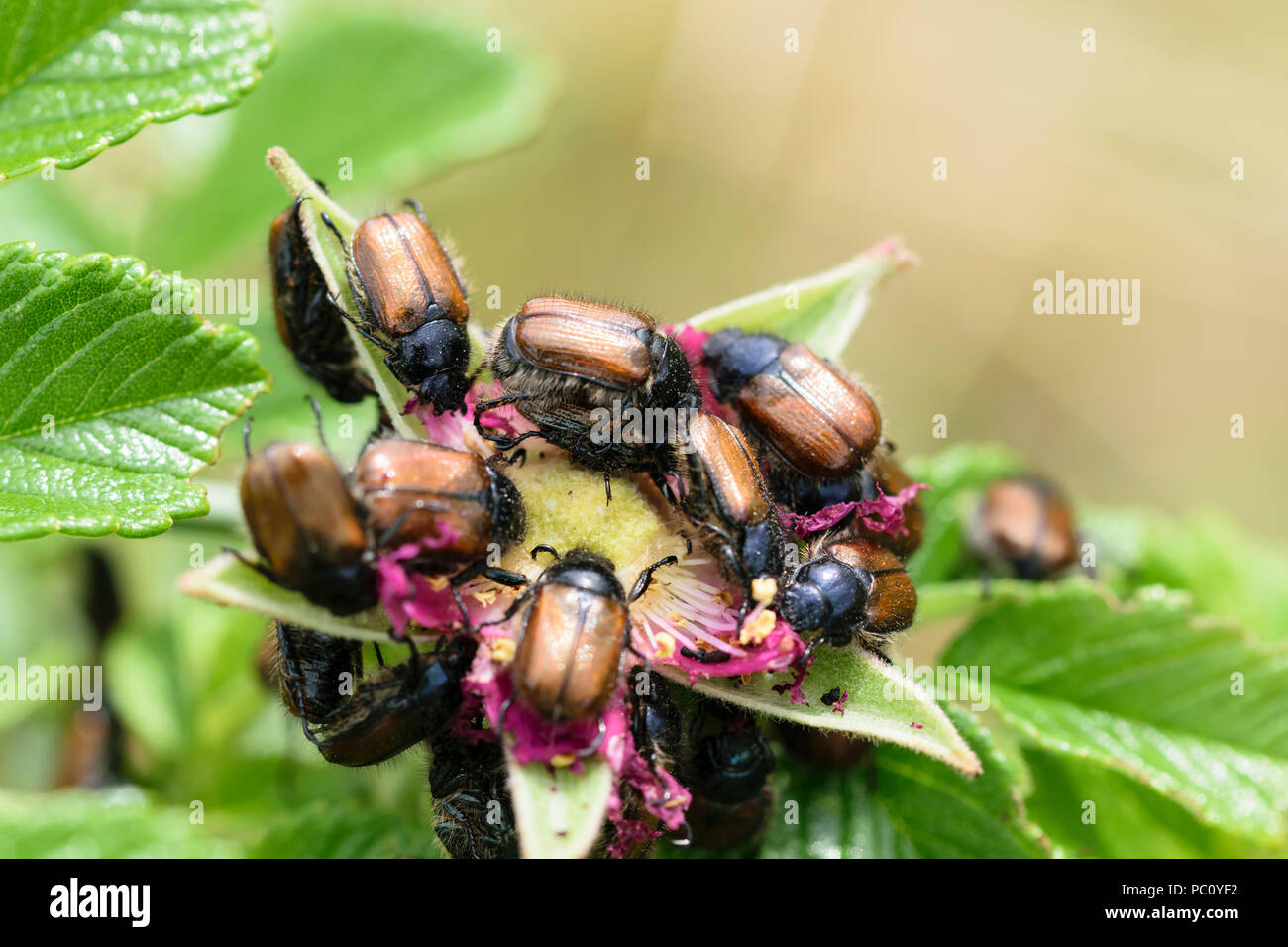 Garten Kafer Kafer Phyllopertha Horticolor Futterung Auf Ein Hund