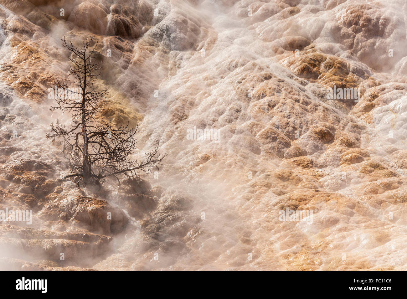 Mammoth Hot Springs im Winter im Yellowstone National Park Stockfoto