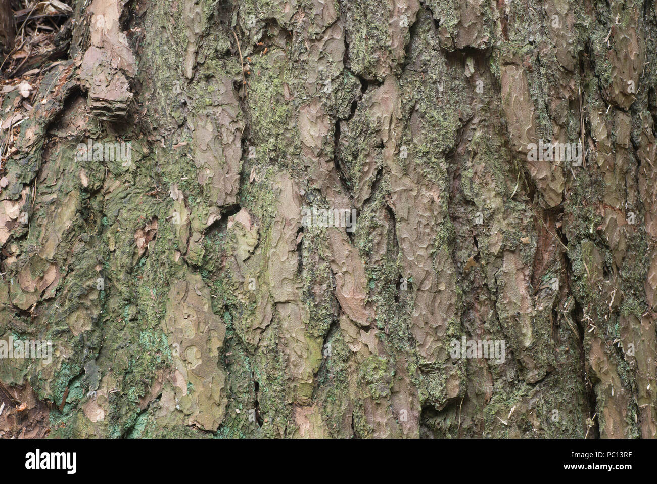 Pine Tree bark Hintergrund Textur Makro Stockfoto