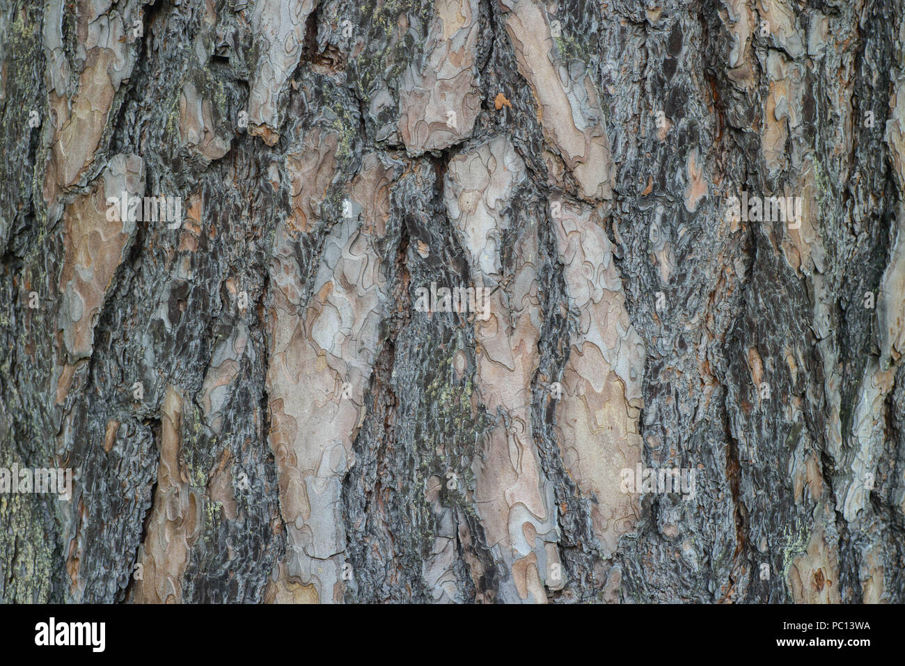 Pine Tree bark Hintergrund Textur Makro Stockfoto