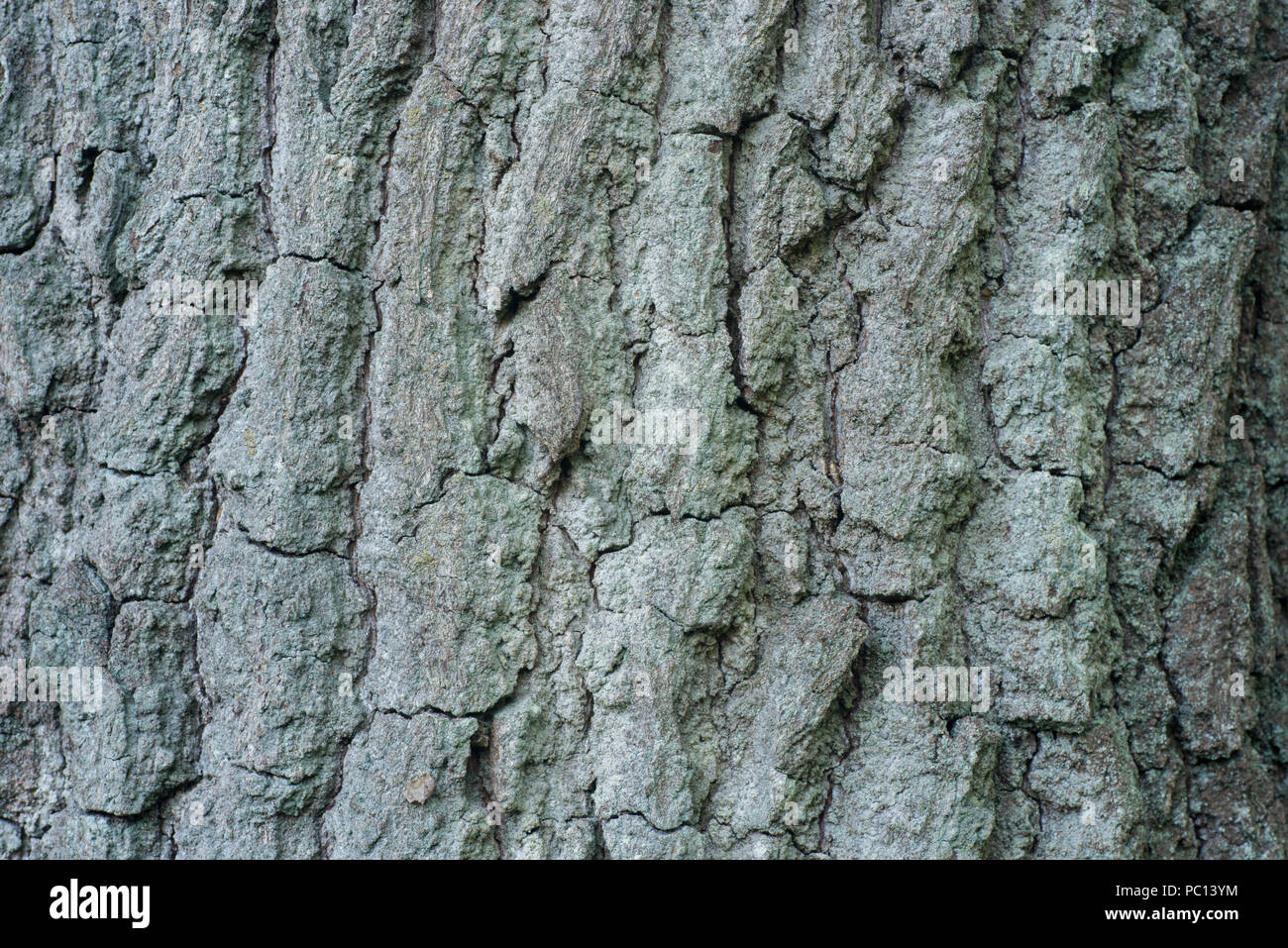 Eiche Baum Rinde Hintergrund Textur Makro Stockfoto
