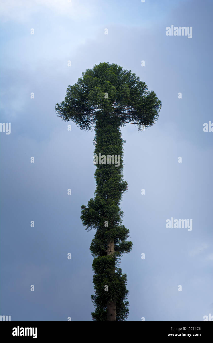 Einzelnen hohen Baum Stockfoto