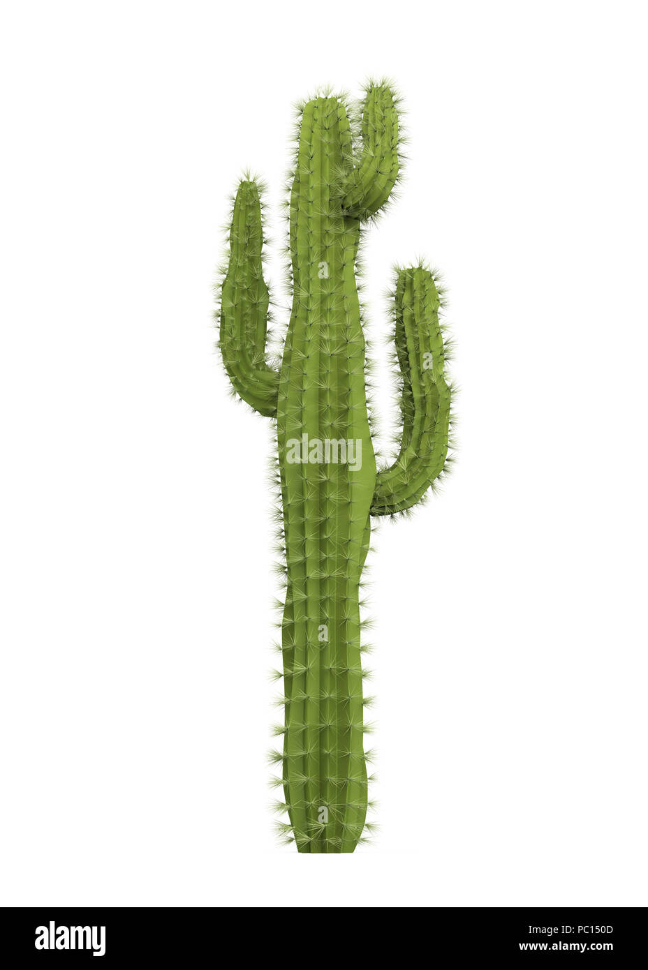 Kaktus Pflanzen isoliert Stockfoto
