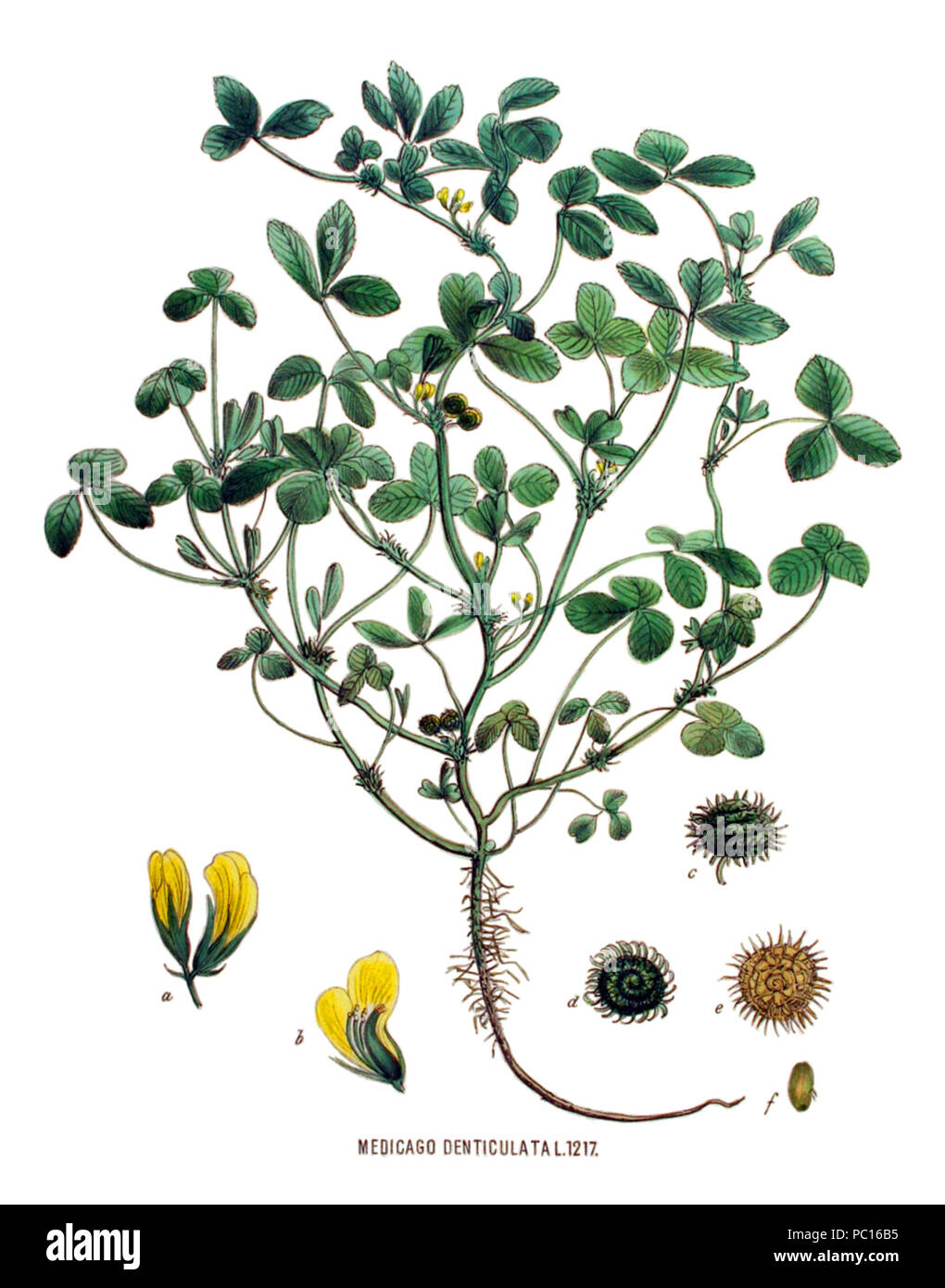 410 Medicago polymorpha - Flora Batava (1881) (sauber) Stockfoto