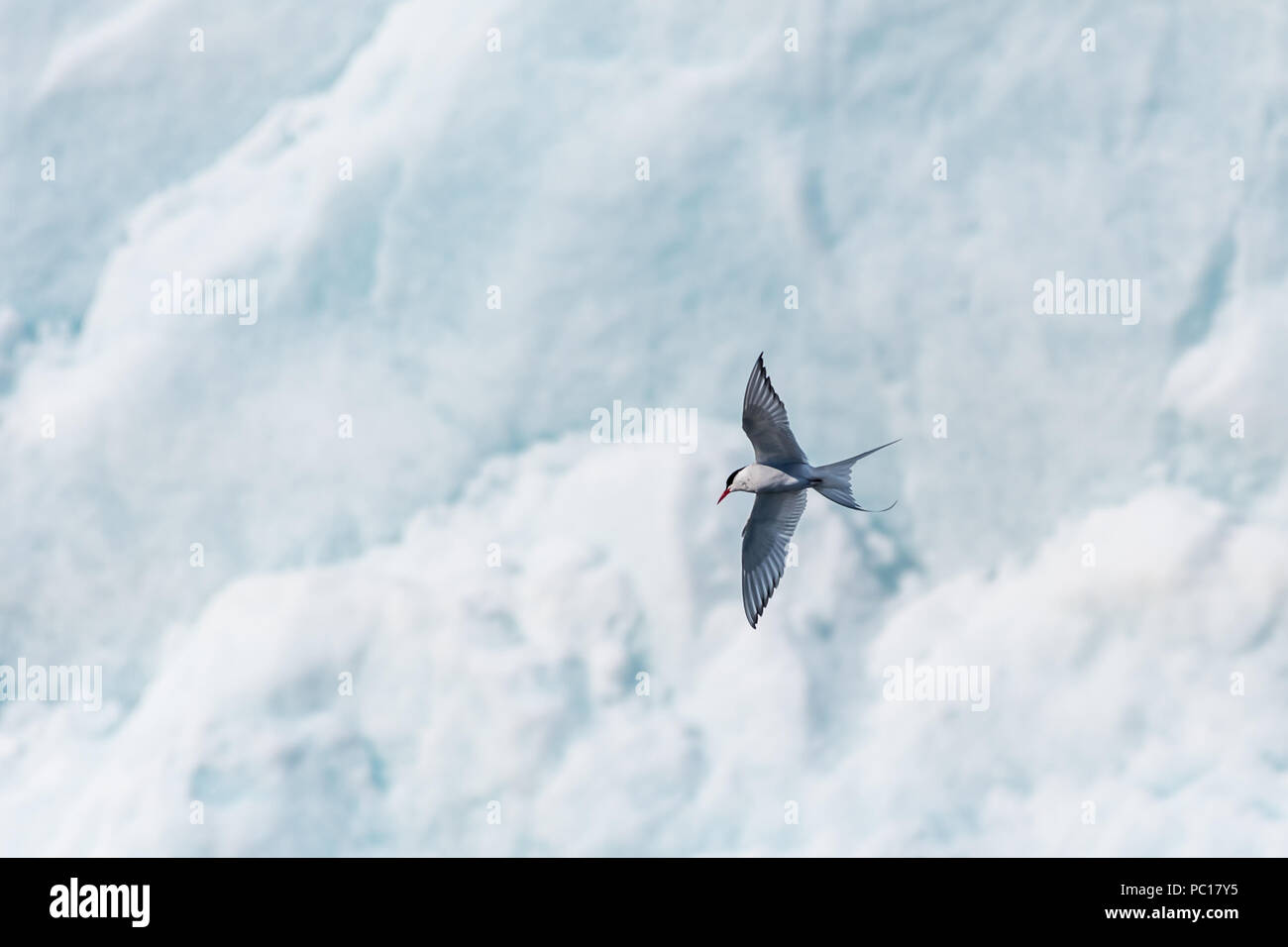 Küstenseeschwalbe (Sterna Paradisaea) Vor dem Gletscher in Svalbard, Norwegen fliegen. Stockfoto