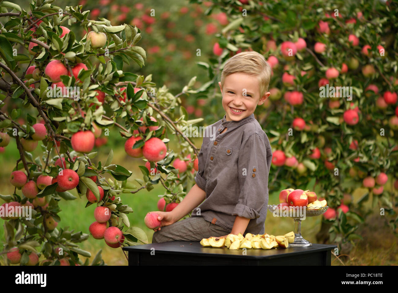 Wenig, fünf Jahre alt, junge hilft bei der Erfassung und der Ernte von Äpfeln aus Apple Tree, Herbst Zeit. Kind pflücken Äpfel auf Bauernhof im Herbst. Stockfoto