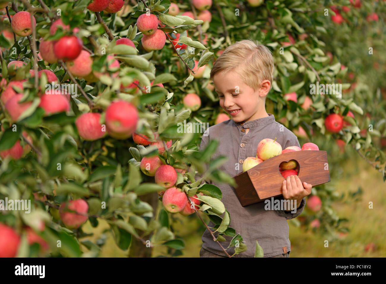 Wenig, fünf Jahre alt, junge hilft bei der Erfassung und der Ernte von Äpfeln aus Apple Tree, Herbst Zeit. Kind pflücken Äpfel auf Bauernhof im Herbst. Stockfoto