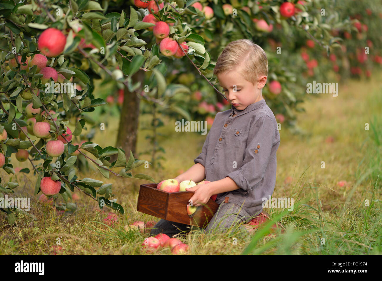 Wenig, fünf Jahre alt, junge hilft bei der Erfassung und der Ernte von Äpfeln aus Apple Tree, Herbst Zeit. Kind pflücken Äpfel auf Bauernhof im Herbst. Stockfoto