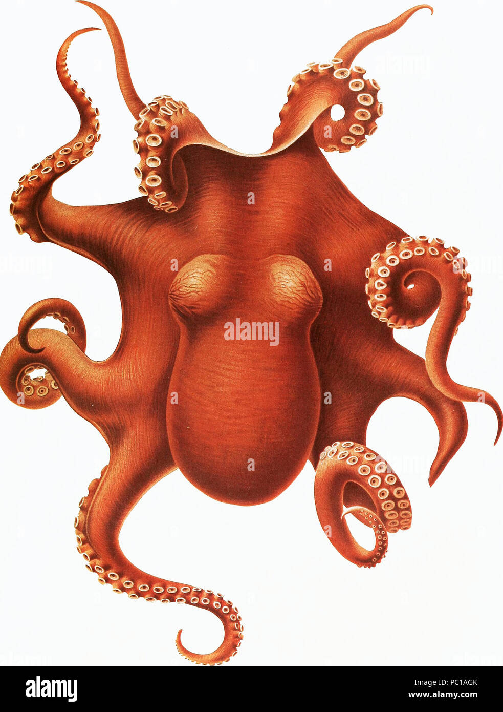 452 Octopus Symbol Stockfoto