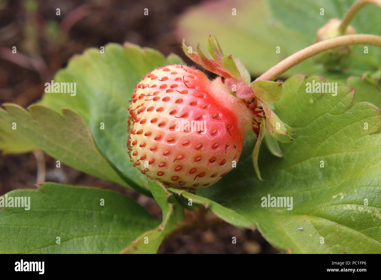 Everbearing Erdbeere 'Flamingo' Reifen auf pflanzlichen FRAGARIA X ANANASSA Stockfoto