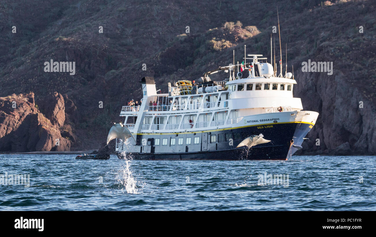 Pygmy Erwachsenen Munk Teufelsrochen, Mobula munkiana, Springen in der Nähe von NG Sea Lion, Isla Danzante, BCS, Mexiko. Stockfoto