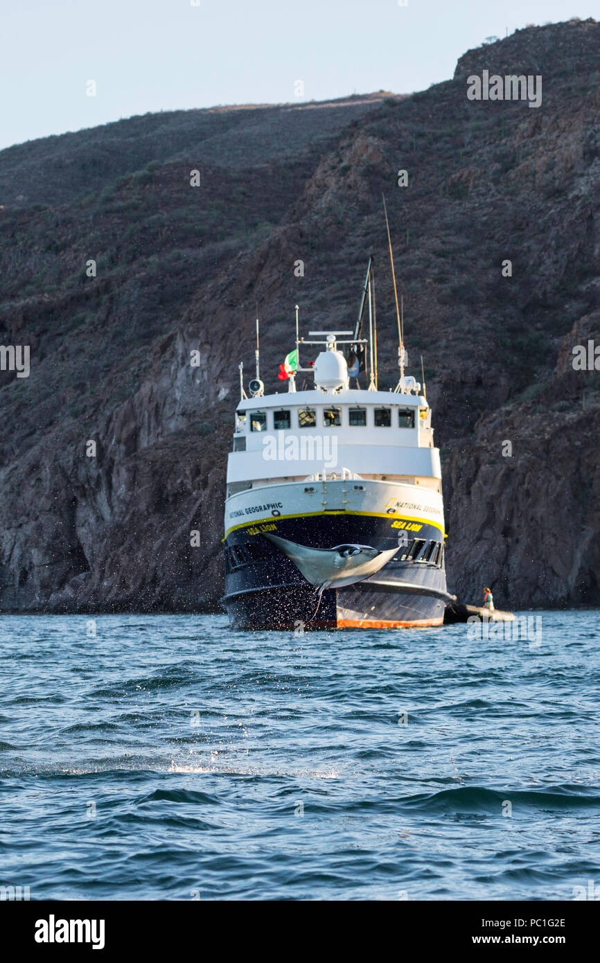 Die Erwachsenen Munk mobula Ray, Mobula munkiana, Springen in der Nähe von NG Sea Lion, Isla Danzante, BCS, Mexiko. Stockfoto