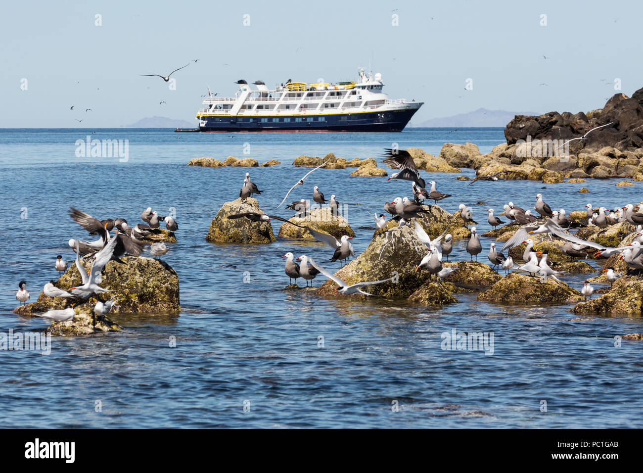 Die lindblad Expeditions Schiff National Geographic Sea Lion in Baja California, Mexiko. Stockfoto