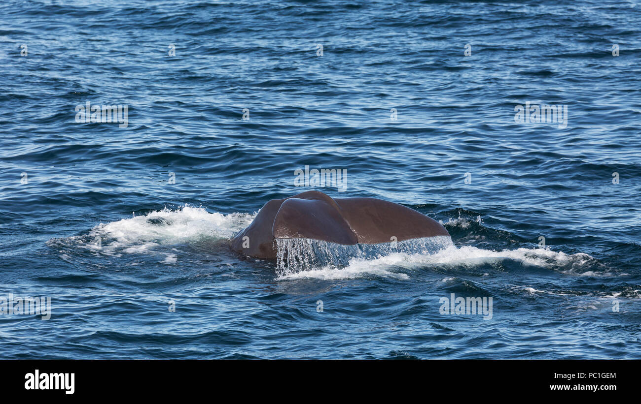 Ein erwachsener Sperm whale, Physeter macrocephalus, surfacing Isla San Pedro Martir, Baja California, Mexiko. Stockfoto