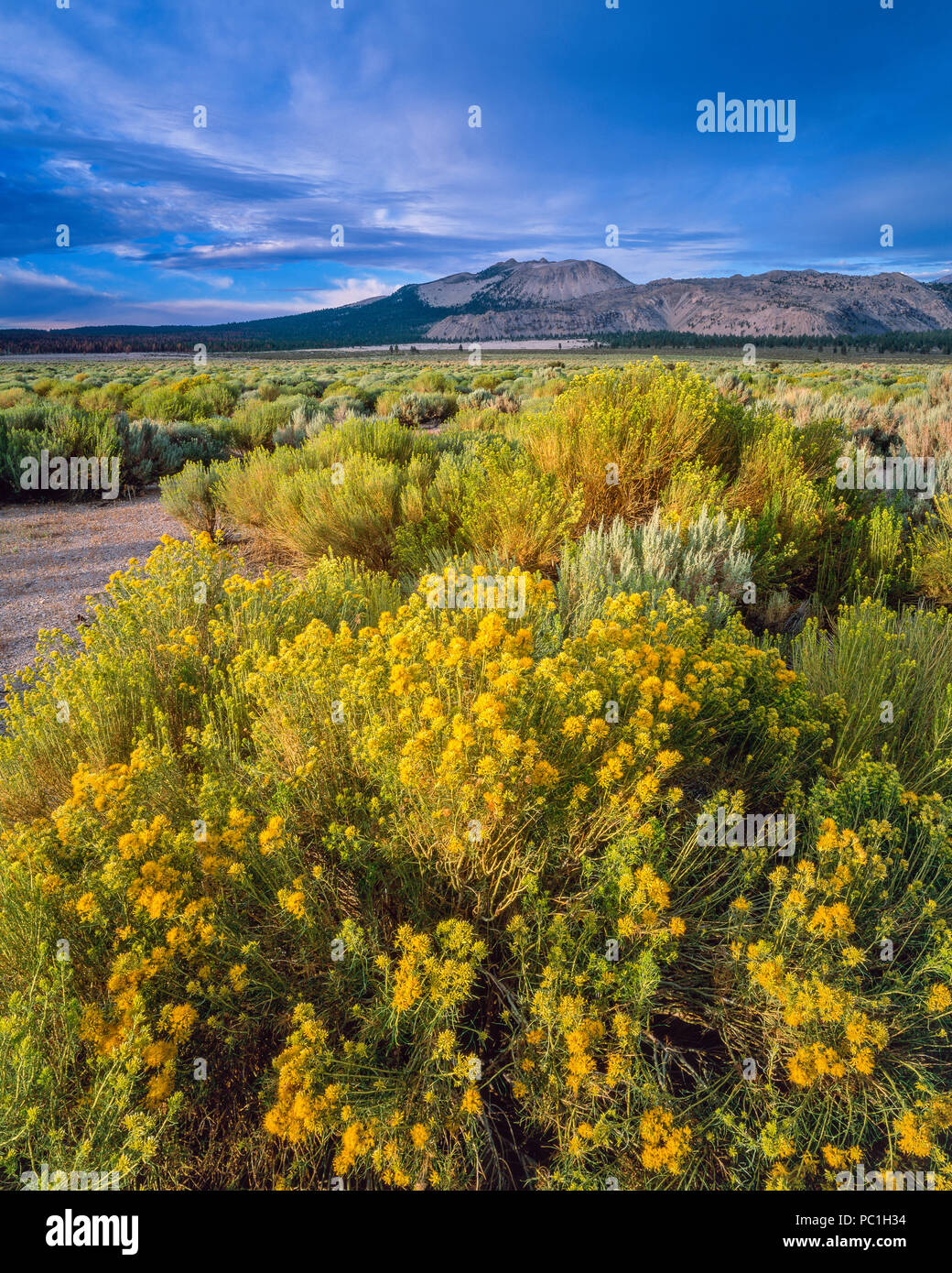 Rabbitbrush, Ericameria nauseosa, Mono Krater, Mono Basin National Forest Scenic Area, Inyo National Forest, Kalifornien Stockfoto