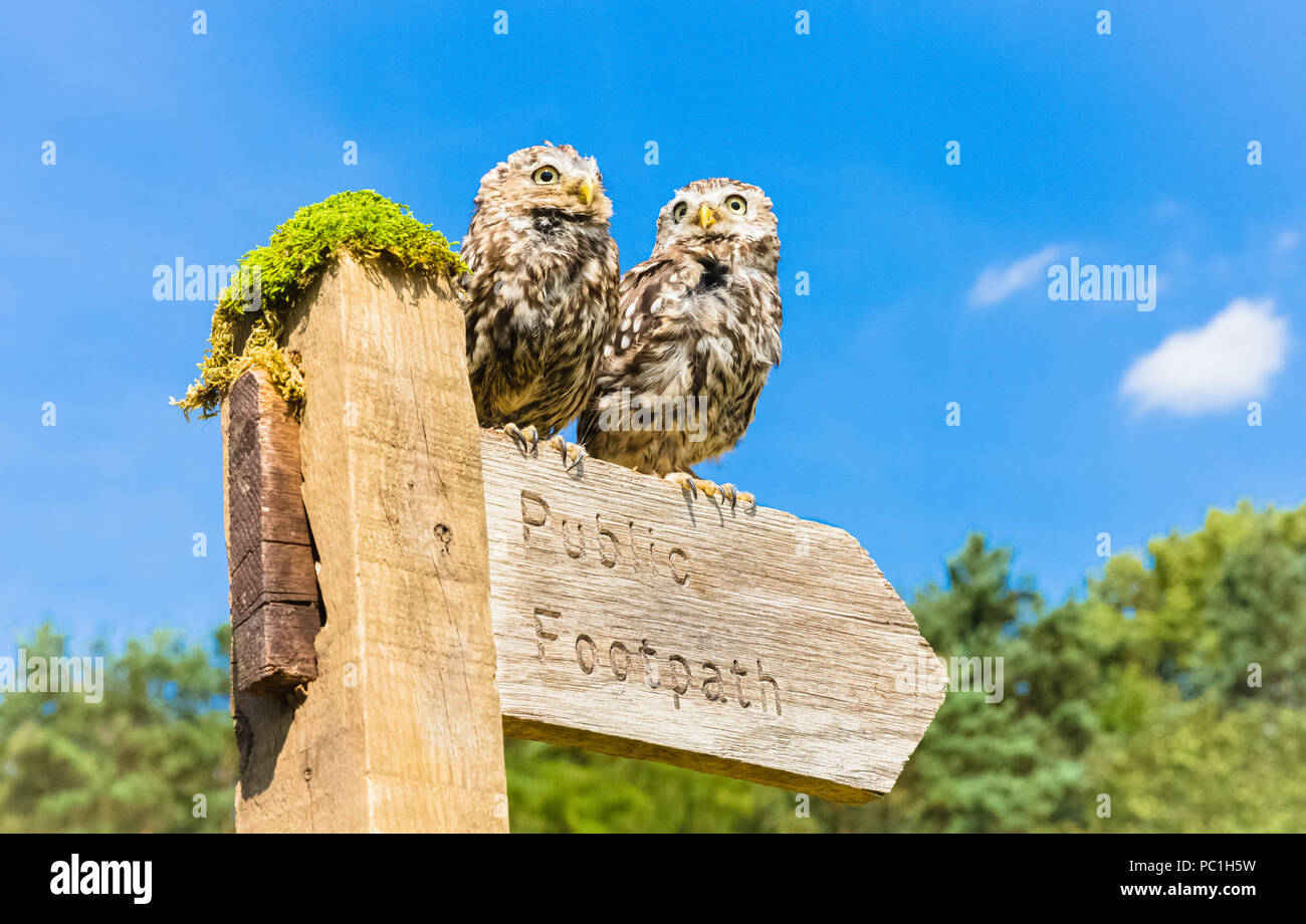 Zwei kleine Eulen hoch oben auf einem öffentlichen Fußweg mit einem Schild mit hellblauem Himmel im Hintergrund. Wissenschaftliche Bezeichnung: Athene Noctua. Speicherplatz kopieren. Horizontal Stockfoto