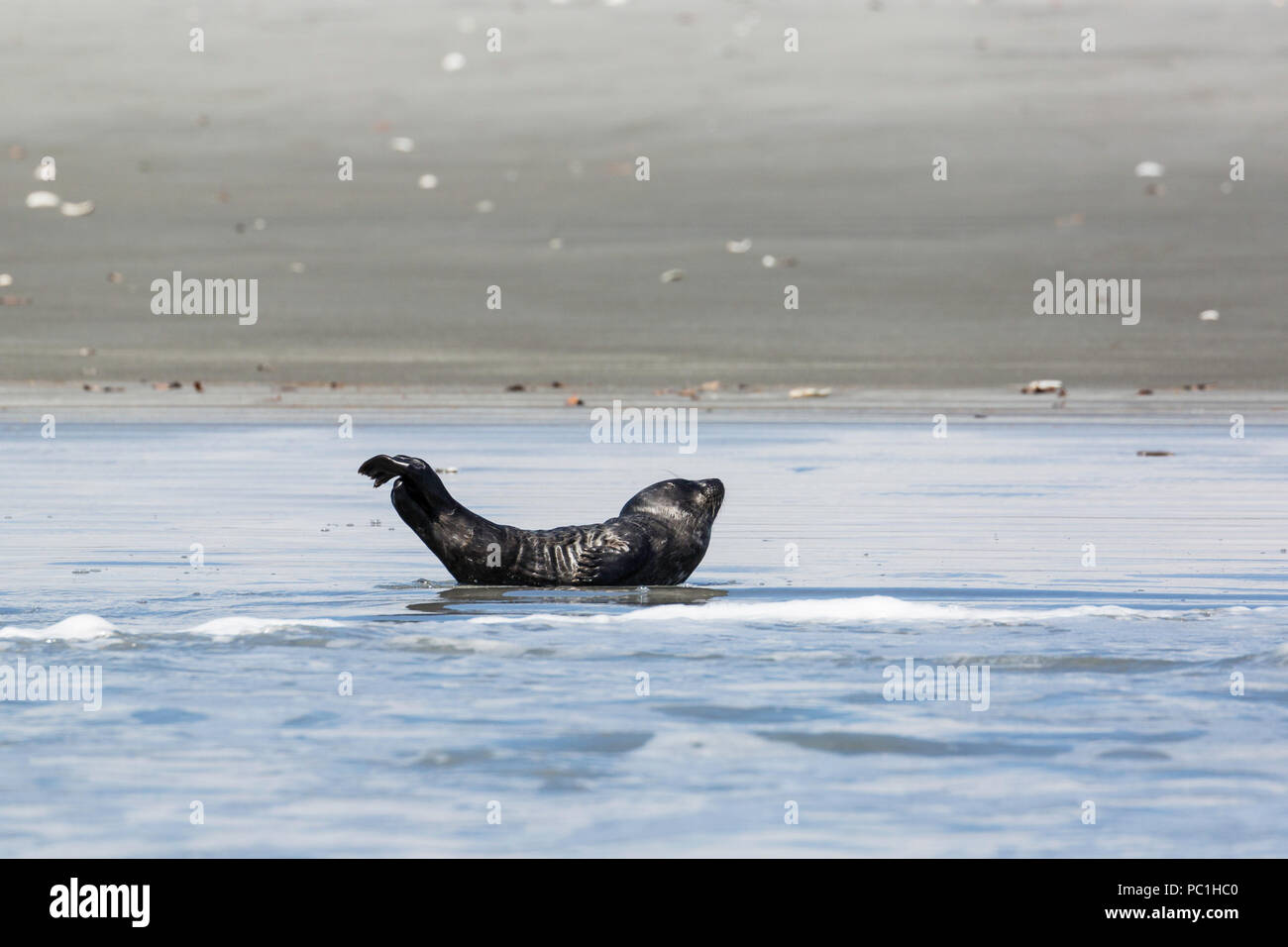 Unbeaufsichtigte Harbour seal Pup, Phoca vitulina, San Ignacio Lagoon, Baja California Sur, Mexiko. Stockfoto