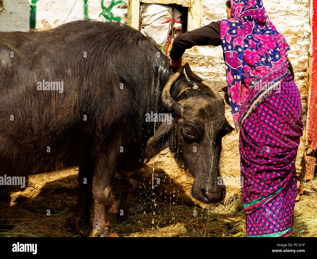 Indische Frau baden seine Buffalo in der Hitze des Tages bei Sanouli Dorf, Kumaon Hügel, Uttarakhand, Indien Stockfoto