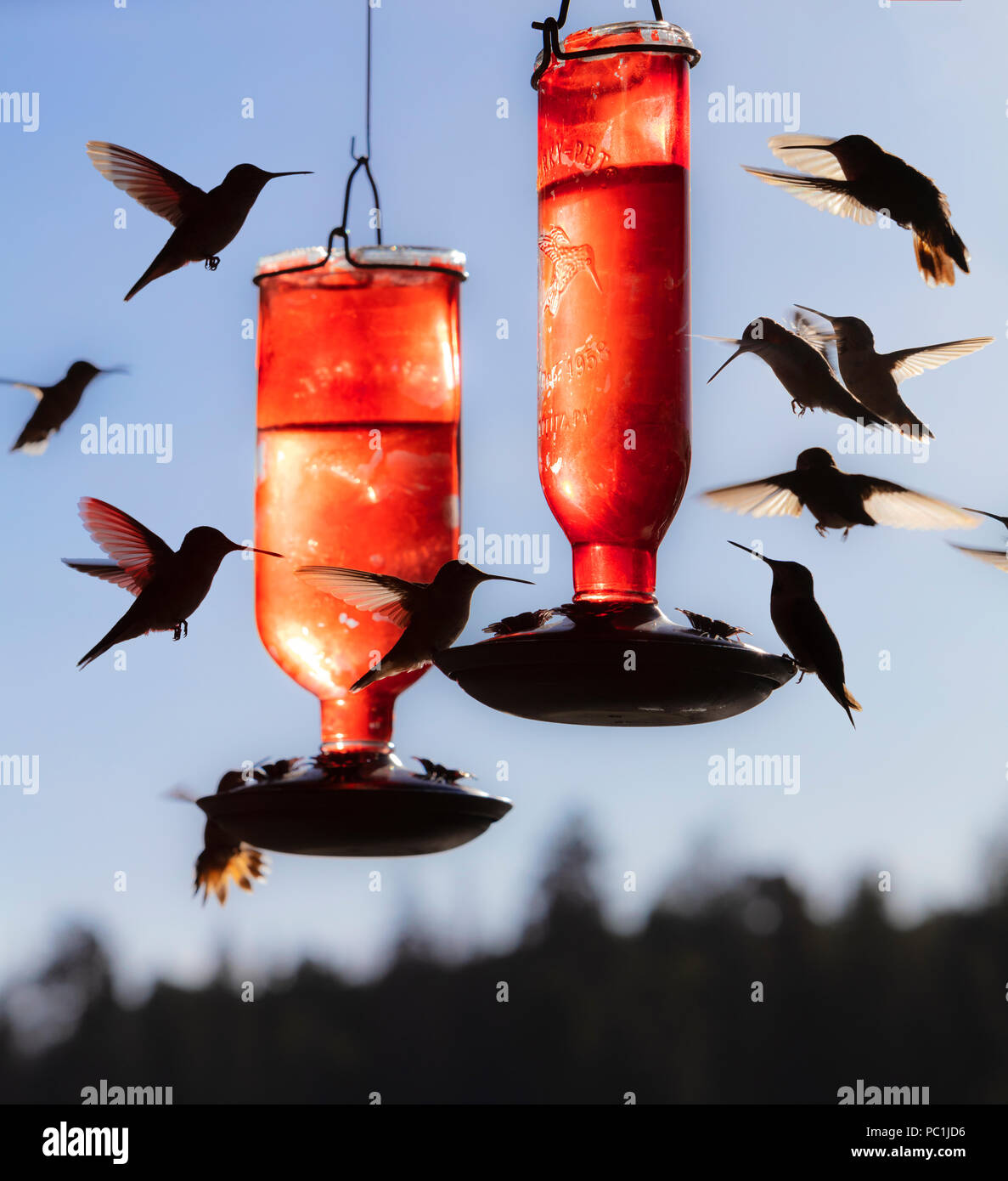 Costa Hummingbird's an Nektar Feeder, Calypte, costae, Arizona Stockfoto